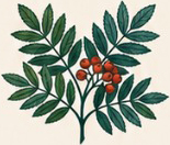 Rowan tree branch with red berries